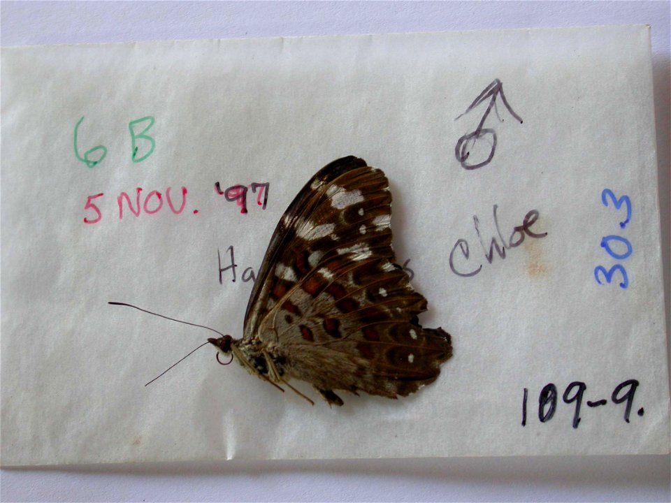 ECUADOR.  Sucumbios, Garza Cocha, Anyangu, 75km ESE of Coca,   Exemplar,  <a href="http://nymphalidae.utu.fi/story.php?code=NW109-9" rel="nofollow">see in our database</a>