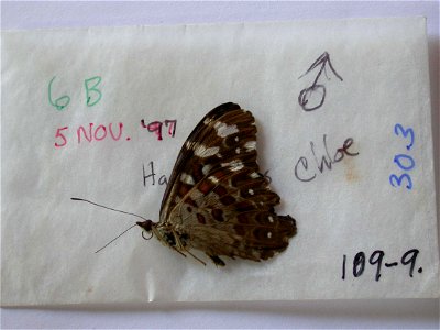 ECUADOR.  Sucumbios, Garza Cocha, Anyangu, 75km ESE of Coca,   Exemplar,  <a href="http://nymphalidae.utu.fi/story.php?code=NW109-9" rel="nofollow">see in our database</a>