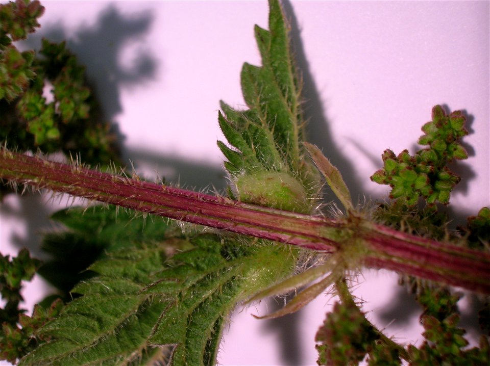 Dasineura urticae on Urtica dioica petiole and leaf vein. Nettle Pouch Gall. Eglinton Country Park. Ayrshire. Scotland.