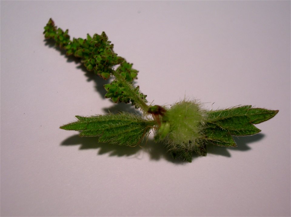 Nettle pouch gall below flowers on Urtica dioica. Eglinton Country Park, Ayrshire, Scotland.