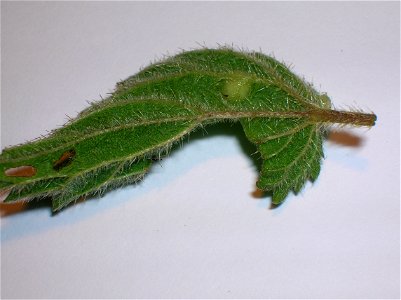 The Nettle Pouch Gall (Dasineura urticae) on Nettle, Urtica dioica. Eglinton Country Park, Ayrshire, Scotland. photo