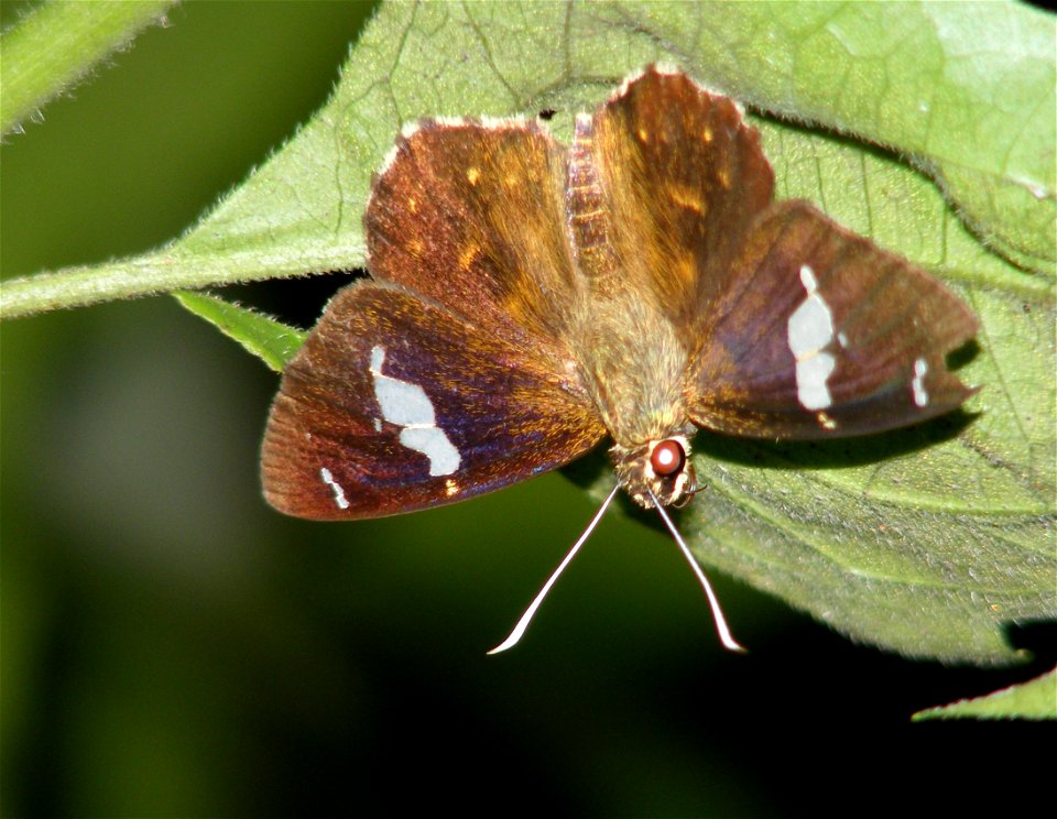 Common Spotted Flat_Celaenorrhinus leucocera