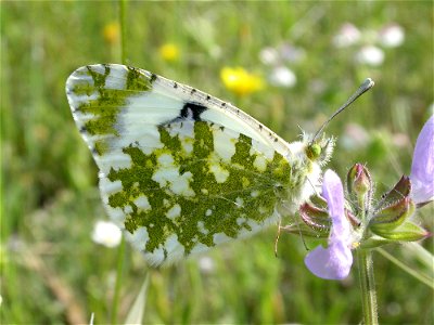 A Western Dappled White (Euchloe crameri, Pieridae). Rivas Vaciamadrid, Madrid, Spain.