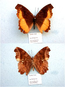 TANZANIA. Amani, MPE 2003, BJLS 2005, PRS 2009, Exemplar, <a href="http://nymphalidae.utu.fi/story.php?code=NW82-6" rel="nofollow">see in our database</a> photo