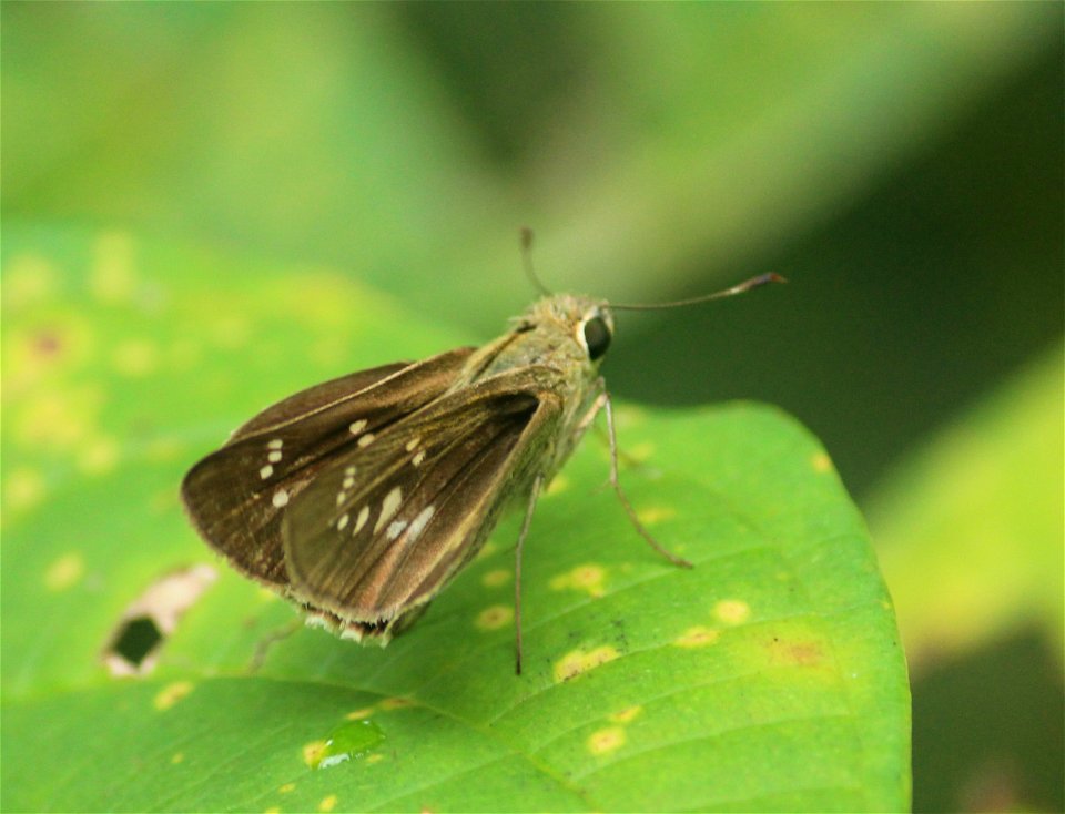 Pelopidas conjuncta (Herrich-Schäffer, 1869) – Conjoined Swift