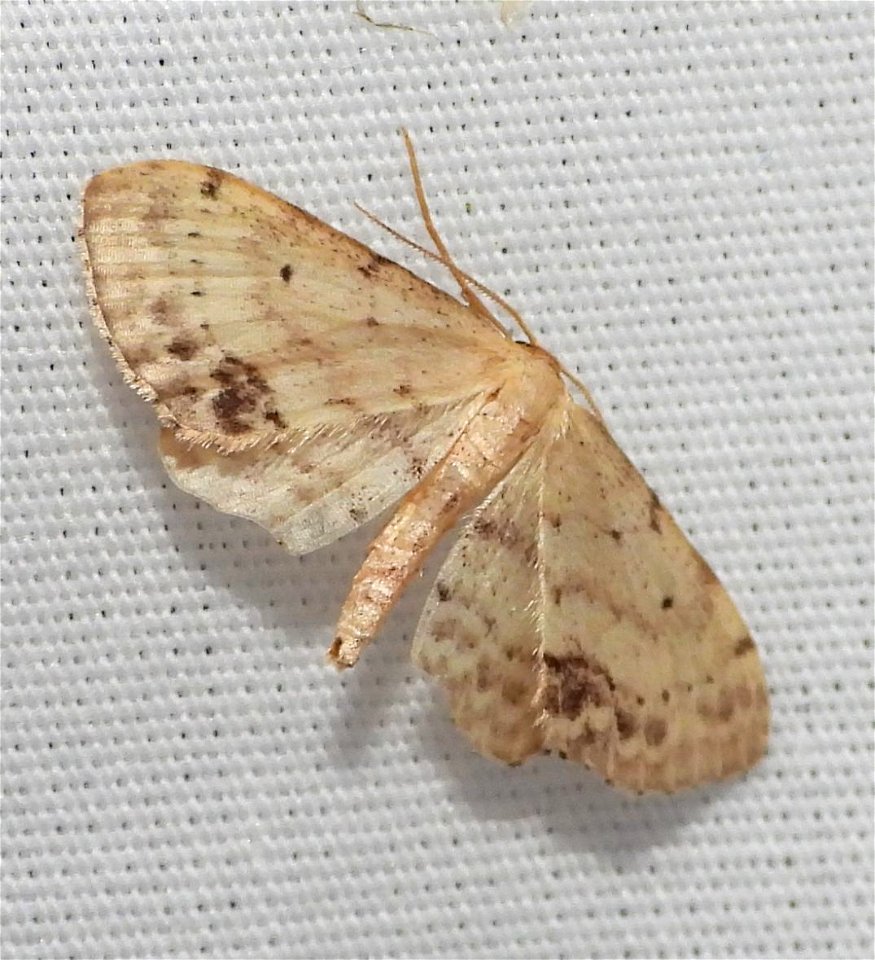 Single-dotted Wave (Idaea dimidiata)