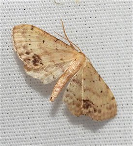 Single-dotted Wave (Idaea dimidiata) photo