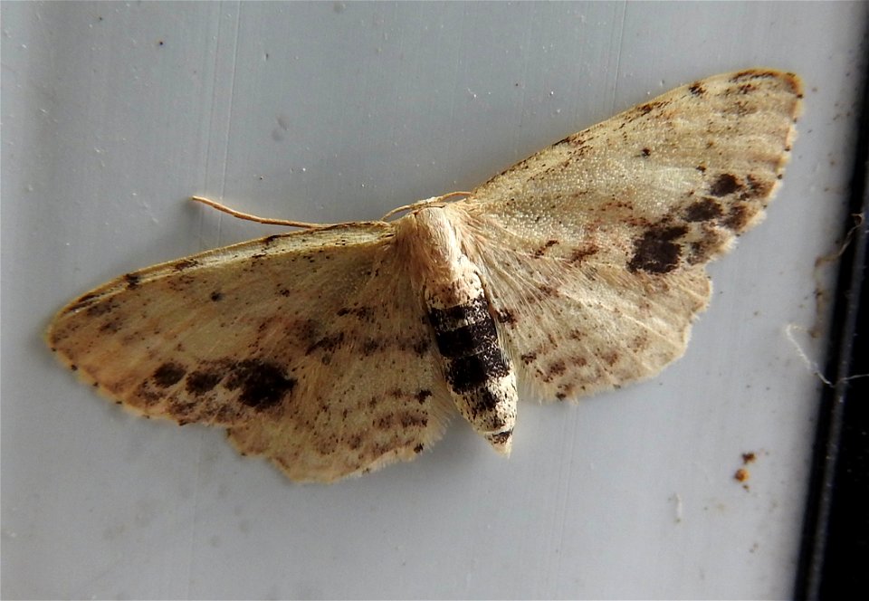 Single-dotted Wave moth