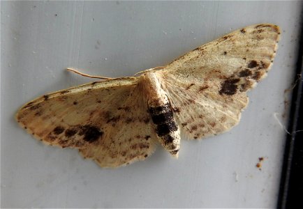 Single-dotted Wave moth photo