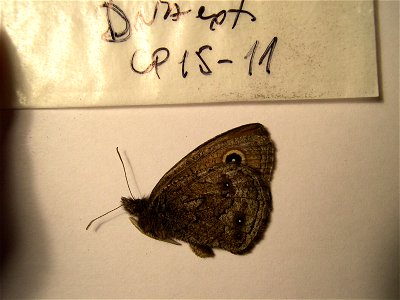 USA.  Colorado, Gunnison Co. Gothic,   coll dry, thnx A. Warren,  <a href="http://nymphalidae.utu.fi/story.php?code=CP15-11" rel="nofollow">see in our database</a>