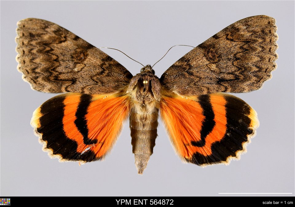 Yale Peabody Museum, Entomology Division
Catalog #: YPM ENT 564872
Taxon: Catocala babayaga (syn. of Catocala jessica) Strecker (dorsal)
Family: Erebidae
Taxon Remarks: Animals and Plants: Invertebrat