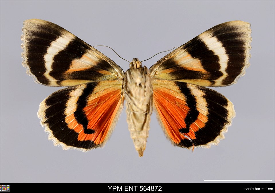 Yale Peabody Museum, Entomology Division
Catalog #: YPM ENT 564872
Taxon: Catocala babayaga (syn. of Catocala jessica) Strecker (ventral)
Family: Erebidae
Taxon Remarks: Animals and Plants: Invertebra
