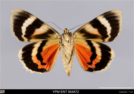 Yale Peabody Museum, Entomology Division Catalog #: YPM ENT 564872 Taxon: Catocala babayaga (syn. of Catocala jessica) Strecker (ventral) Family: Erebidae Taxon Remarks: Animals and Plants: Invertebra photo