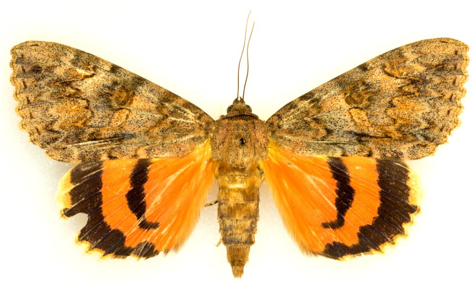 Joined Underwing Moth (Catocala junctura)