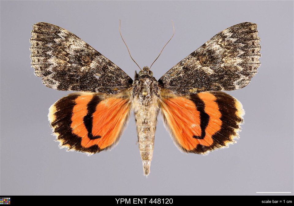 Yale Peabody Museum, Entomology Division Catalog #: YPM ENT 448120 Taxon: Catocala junctura Wlkr. (dorsal) Family: Erebidae Taxon Remarks: Animals and Plants: Invertebrates - Insects Collector: Lawren photo