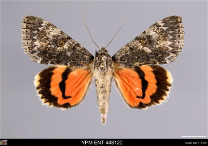 Yale Peabody Museum, Entomology Division
Catalog #: YPM ENT 448120
Taxon: Catocala junctura Wlkr. (dorsal)
Family: Erebidae
Taxon Remarks: Animals and Plants: Invertebrates - Insects
Collector: Lawren