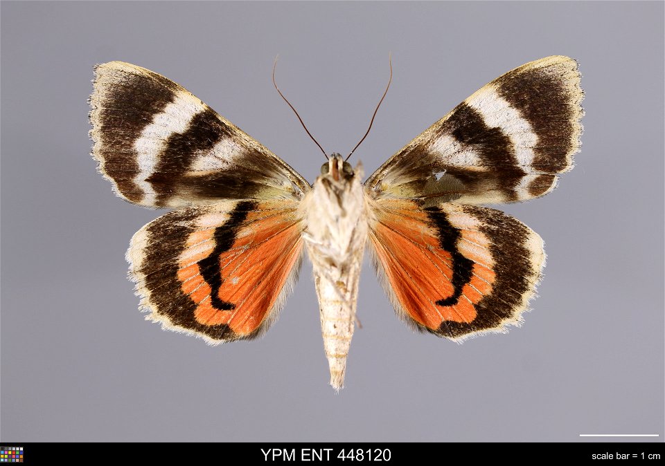 Yale Peabody Museum, Entomology Division
Catalog #: YPM ENT 448120
Taxon: Catocala junctura Wlkr. (ventral)
Family: Erebidae
Taxon Remarks: Animals and Plants: Invertebrates - Insects
Collector: Lawre