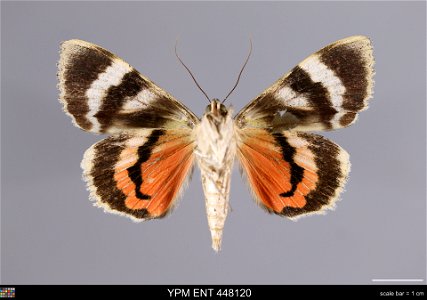 Yale Peabody Museum, Entomology Division Catalog #: YPM ENT 448120 Taxon: Catocala junctura Wlkr. (ventral) Family: Erebidae Taxon Remarks: Animals and Plants: Invertebrates - Insects Collector: Lawre photo