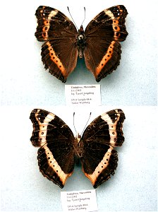 ZIMBABWE. Marondera, BJLS 2005, JEB 2007, Exemplar, <a href="http://nymphalidae.utu.fi/story.php?code=NW88-6" rel="nofollow">see in our database</a> photo