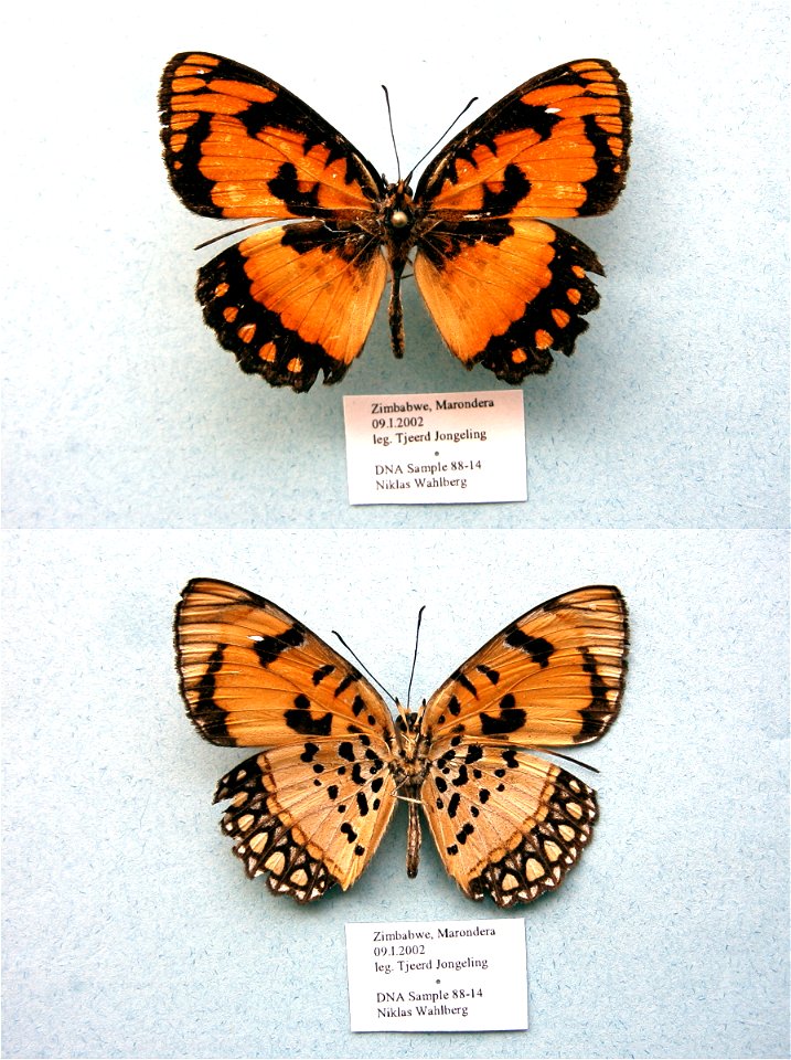 ZIMBABWE.  Marondera,  BJLS 2005, PRS 2009,  Exemplar,  <a href="http://nymphalidae.utu.fi/story.php?code=NW88-14" rel="nofollow">see in our database</a>