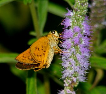 Dark Palm Dart_Telicota ancilla photo