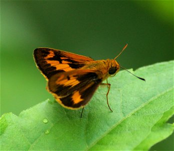 Oriens goloides (Moore, [1881]) – Smaller Dartlet