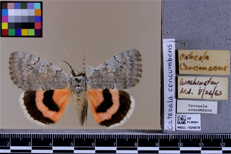 Florida Museum of Natural History, McGuire Center for Lepidoptera and Biodiversity Catalog #: MGCL_1039670 Taxon: Catocala concumbens Walker, [1858] (dorsal) Family: Erebidae Collector: Date: 1963-08- photo