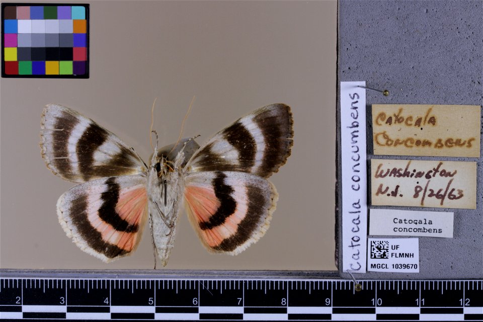 Florida Museum of Natural History, McGuire Center for Lepidoptera and Biodiversity
Catalog #: MGCL_1039670
Taxon: Catocala concumbens Walker, [1858] (ventral)
Family: Erebidae
Collector:
Date: 1963-08