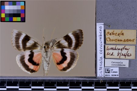 Florida Museum of Natural History, McGuire Center for Lepidoptera and Biodiversity Catalog #: MGCL_1039670 Taxon: Catocala concumbens Walker, [1858] (ventral) Family: Erebidae Collector: Date: 1963-08 photo