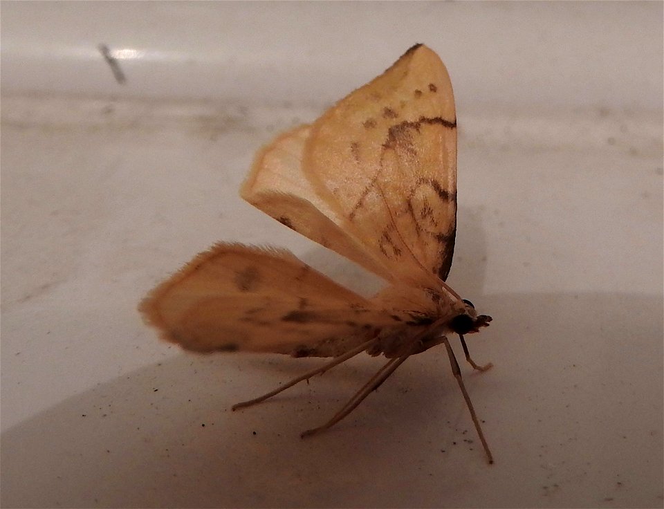 Gandaritis pyraliata

Braintree, Essex, UK