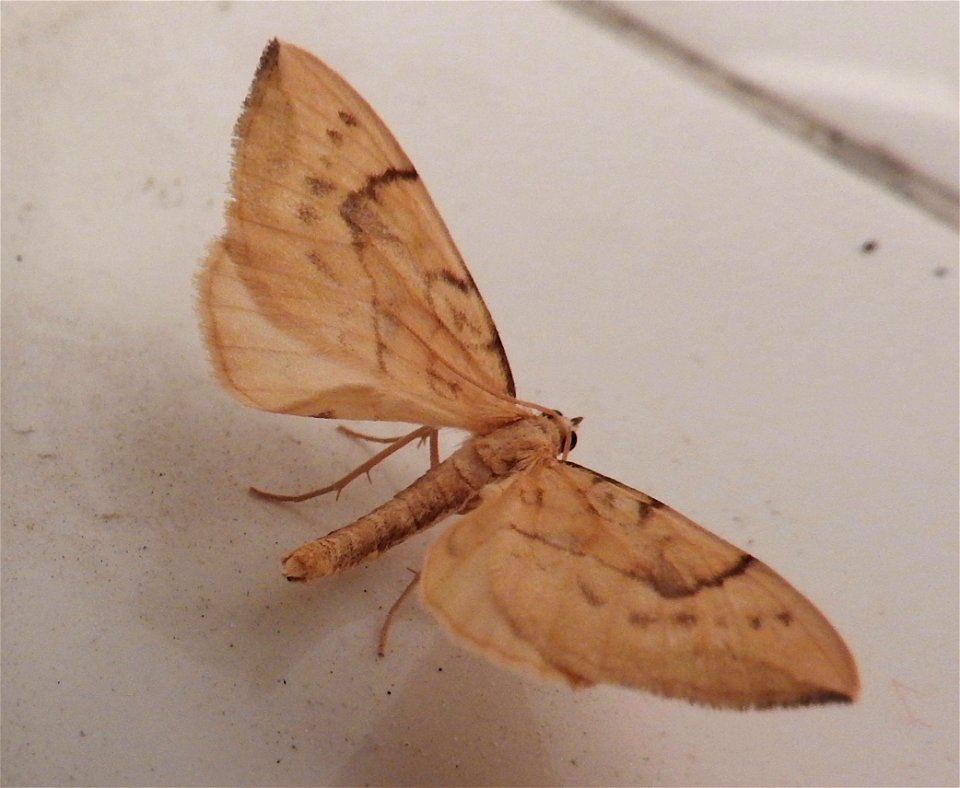 Gandaritis pyraliata

Braintree, Essex, UK