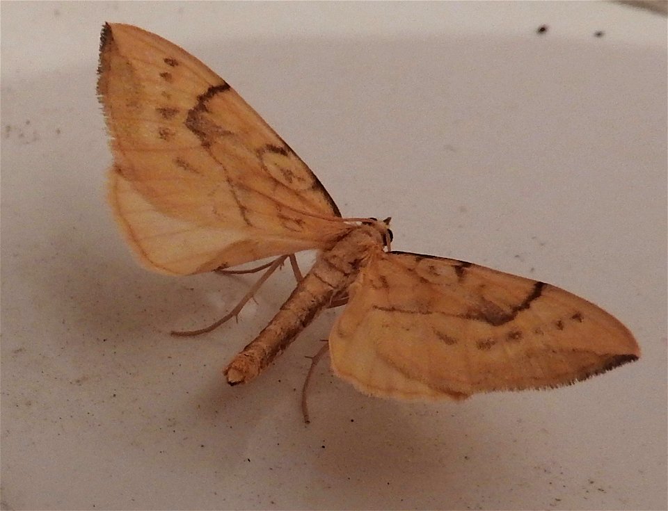 Gandaritis pyraliata

Braintree, Essex, UK