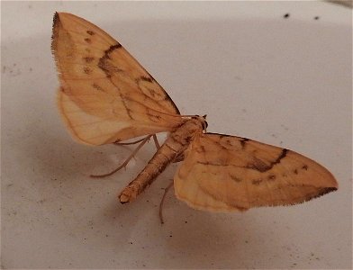 Gandaritis pyraliata

Braintree, Essex, UK