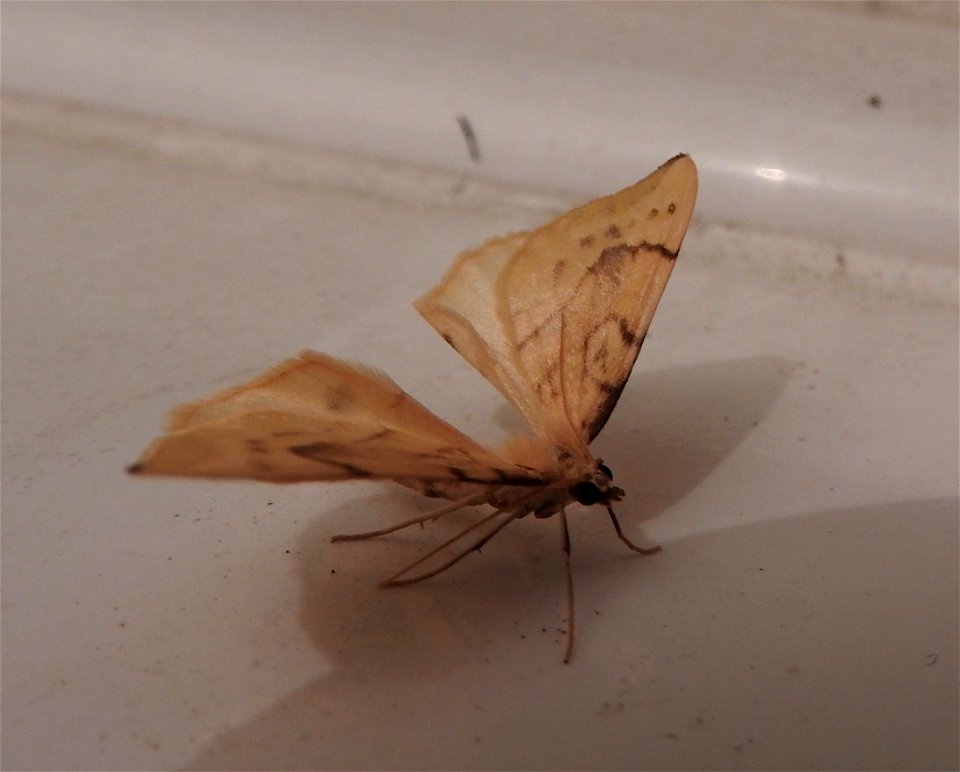 Gandaritis pyraliata

Braintree, Essex, UK