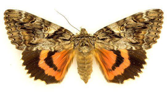Aholibah Underwing Moth (Catocala aholibah)