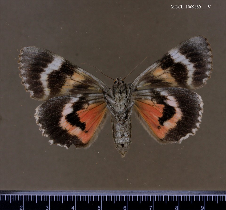 Florida Museum of Natural History, McGuire Center for Lepidoptera and Biodiversity
Catalog #: MGCL_1009889
Taxon: Catocala aholibah Strecker, 1874 (ventral)
Family: Erebidae
Collector: Dickel, Terhune