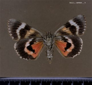 Florida Museum of Natural History, McGuire Center for Lepidoptera and Biodiversity Catalog #: MGCL_1009889 Taxon: Catocala aholibah Strecker, 1874 (ventral) Family: Erebidae Collector: Dickel, Terhune photo