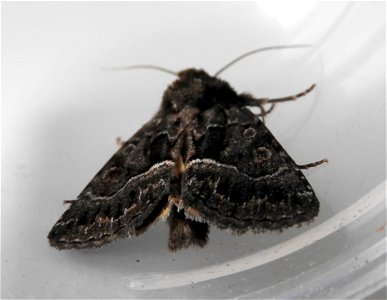 Straw Underwing moth photo