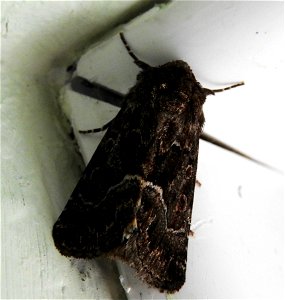 Straw Underwing moth photo