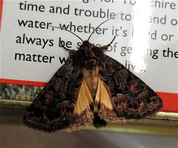 Straw Underwing moth photo