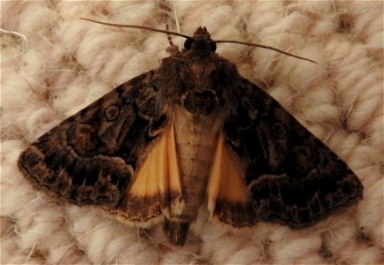Straw Underwing moth photo