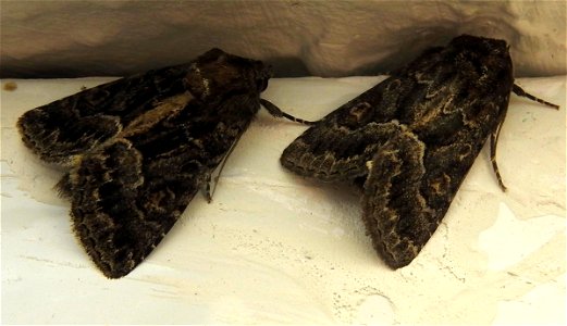 Straw Underwing moths
