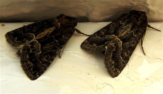 Straw Underwing moths photo