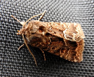 Yet another Straw Underwing moth photo