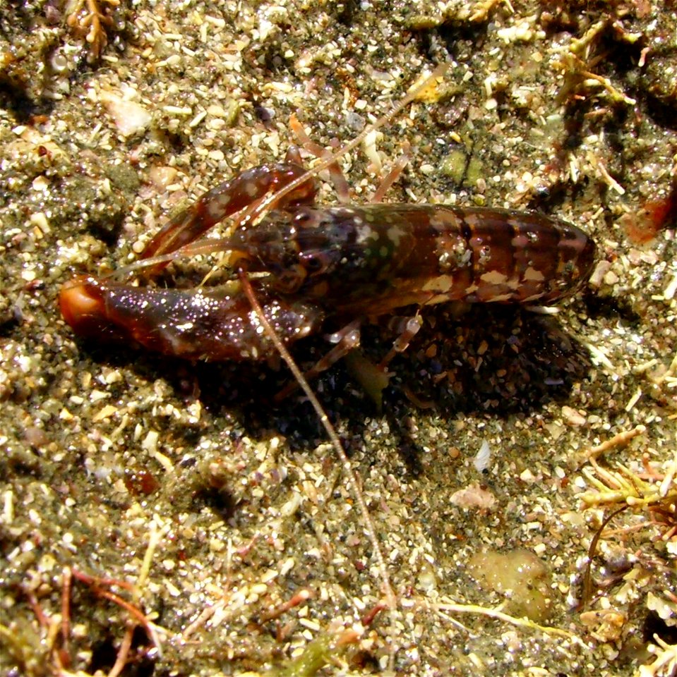 Alpheus novaezealandiae, from Whangaparaoa, New Zealand.




Public domainPublic domainfalsefalse





This work has been released into the  by its author, Graham Bould. This applies worldwide.In some