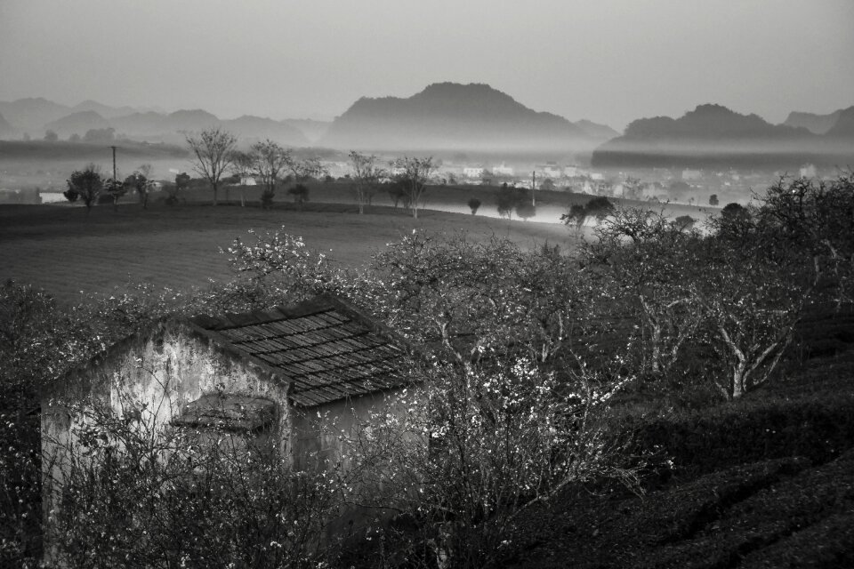 Tea frost province