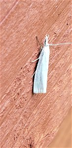 Yellow Satin Veneer (Crambus perlella)