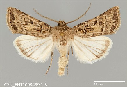 C.P. Gillette Museum of Arthropod Diversity
Catalog #: CSU_ENT1099439
Taxon: Agrotis orthogonia Morrison
Family: Noctuidae
Collector: S.A. Johnson
Date: 2017-09-16
Verbatim Date: 16 Sept 2017
Locality