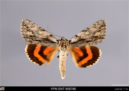 Yale Peabody Museum, Entomology Division Catalog #: YPM ENT 858786 Taxon: Catocala coccinata Grote (dorsal) Family: Erebidae Taxon Remarks: Animals and Plants: Invertebrates - Insects Collector: Willi photo