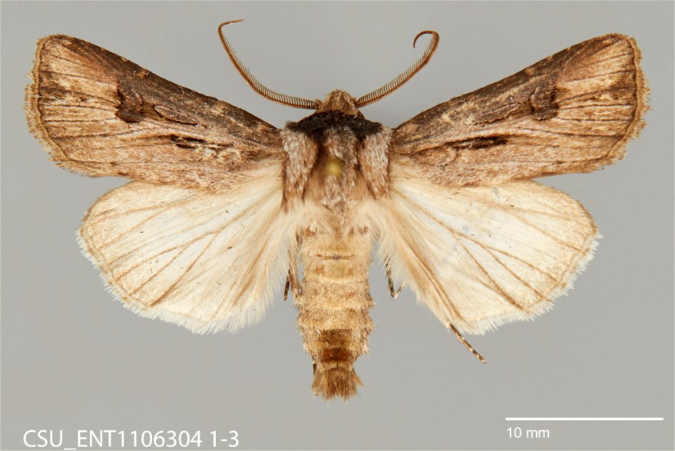 C.P. Gillette Museum of Arthropod Diversity Catalog #: CSU_ENT1106304 Taxon: Agrotis venerabilis Walker Family: Noctuidae Collector: S.A. Johnson Date: 2007-09-28 Verbatim Date: 28 Sept. 2007 Locality photo